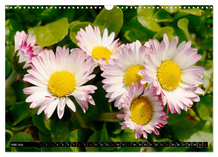 Produktbild: Face &agrave; face avec les p&acirc;querettes (Calendrier mural 2026 DIN A3 vertical), CALVENDO calendrier mensuel