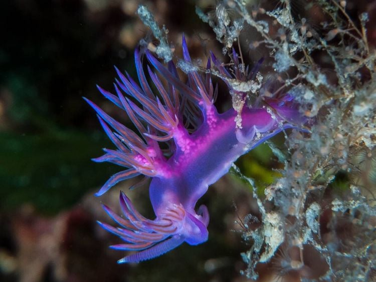 Produktbild: CALVENDO Puzzle Nacktschnecke im Mittelmeer | 1000 Teile Lege-Gr&ouml;&szlig;e 64x48cm Foto-Puzzle f&uuml;r gl&uuml;ckliche Stunden