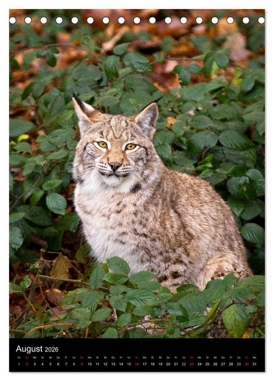 Produktbild: Der Luchs - Europas gr&ouml;&szlig;te Samtpfote (Tischkalender 2026 DIN A5 hoch), CALVENDO Monatskalender