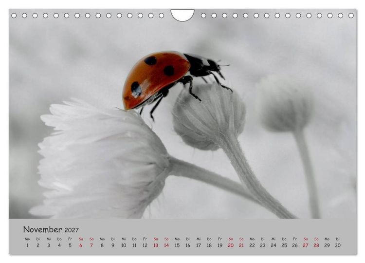 Produktbild: Gl&uuml;cksk&auml;fer (Wandkalender 2027 DIN A4 quer), CALVENDO Monatskalender