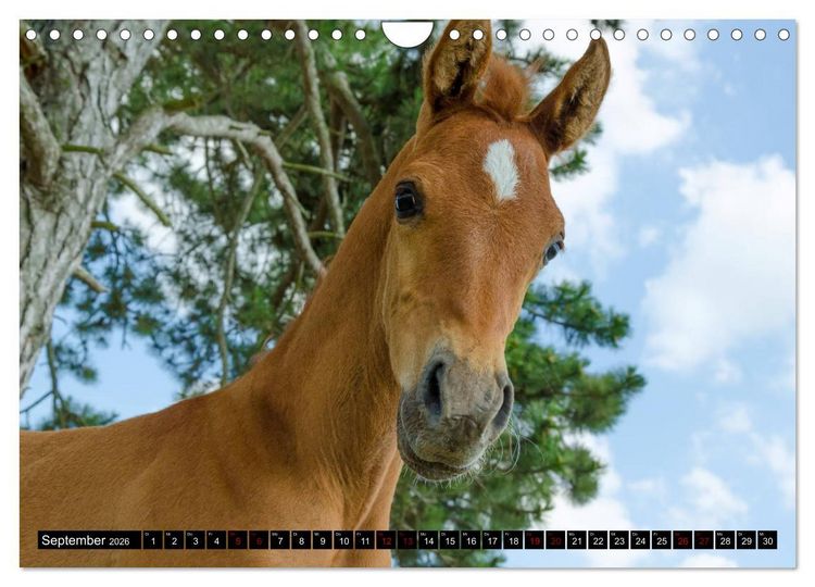 Produktbild: Fohlen entdecken die Welt (Wandkalender 2026 DIN A4 quer), CALVENDO Monatskalender