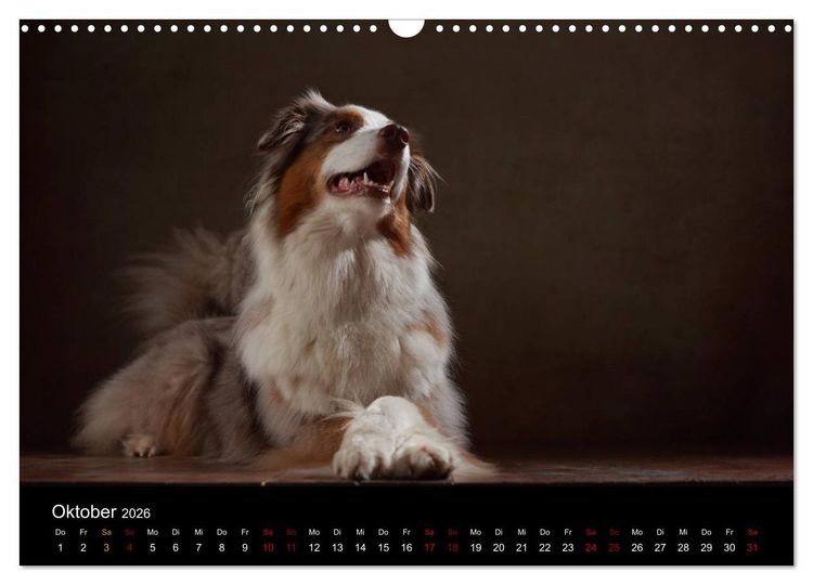 Produktbild: Charmante Australian Shepherds (Wandkalender 2026 DIN A3 quer), CALVENDO Monatskalender