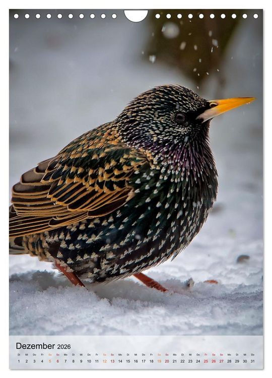 Produktbild: V&ouml;gel - gefiederte Freunde in unserer Natur (Wandkalender 2026 DIN A4 hoch), CALVENDO Monatskalender