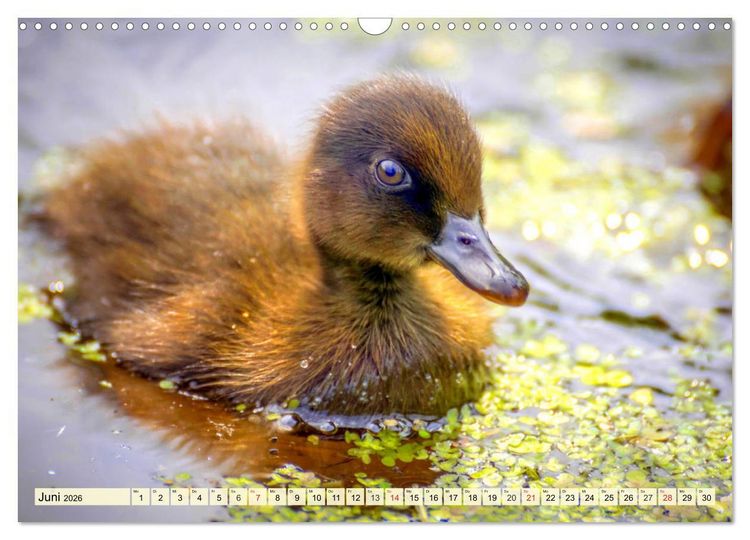 Produktbild: Enten. Beliebt, h&uuml;bsch und imposant (Wandkalender 2026 DIN A3 quer), CALVENDO Monatskalender
