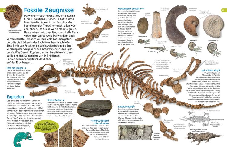 Produktbild: Memo Wissen entdecken. Evolution