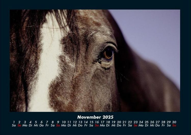 Produktbild: Pferde Kalender 2025 Fotokalender DIN A4
