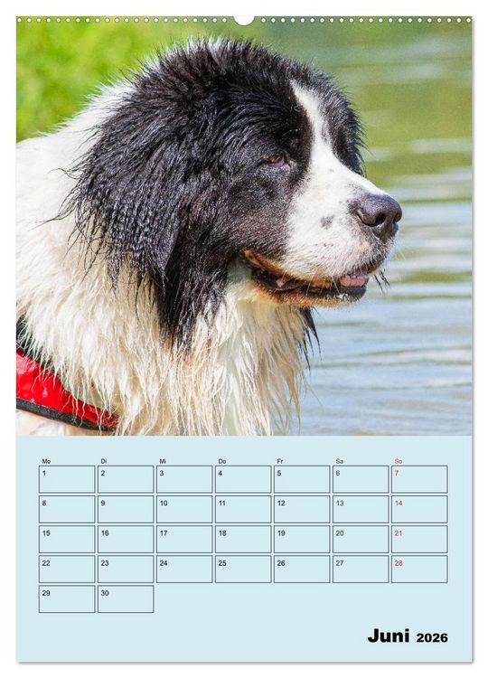 Produktbild: Familienplaner Landseer - Freund und Retter (hochwertiger Premium Wandkalender 2026 DIN A2 hoch), Kunstdruck in Hochglanz