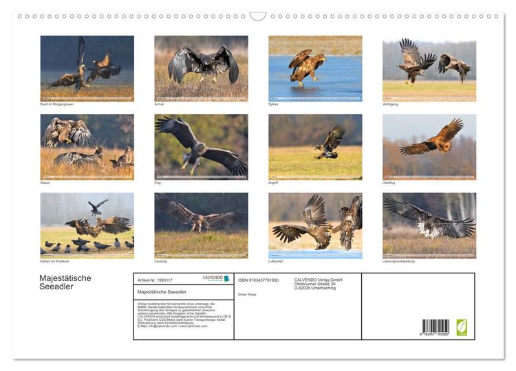 Produktbild: Majest&auml;tische Seeadler (Wandkalender 2026 DIN A2 quer), CALVENDO Monatskalender
