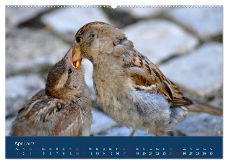 Produktbild: Spatzen-Kalender (hochwertiger Premium Wandkalender 2027 DIN A2 quer), Kunstdruck in Hochglanz