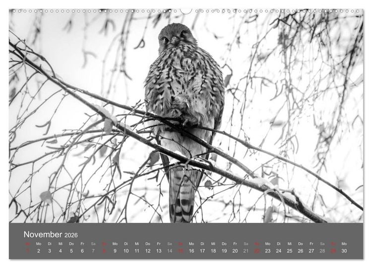 Produktbild: Tierische Augenblicke in Schwarz-Wei&szlig; (hochwertiger Premium Wandkalender 2026 DIN A2 quer), Kunstdruck in Hochglanz