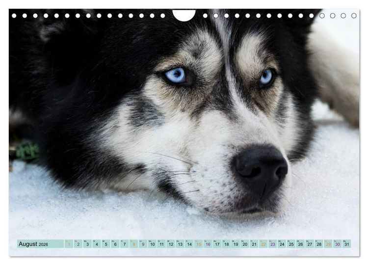 Produktbild: Huskies - Tolle Gef&auml;hrten (Wandkalender 2026 DIN A4 quer), CALVENDO Monatskalender