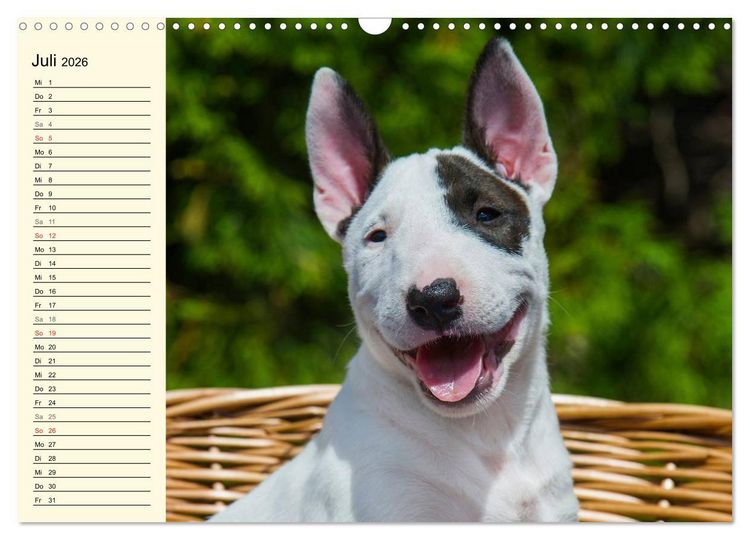 Produktbild: Bullterrier (Wandkalender 2026 DIN A3 quer), CALVENDO Monatskalender