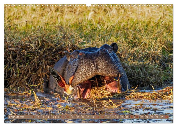 Produktbild: Hippos - Gef&auml;hrliche Giganten (Wandkalender 2026 DIN A2 quer), CALVENDO Monatskalender
