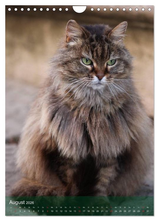 Produktbild: KATZEN AUGEN BLICKE (Wandkalender 2026 DIN A4 hoch), CALVENDO Monatskalender