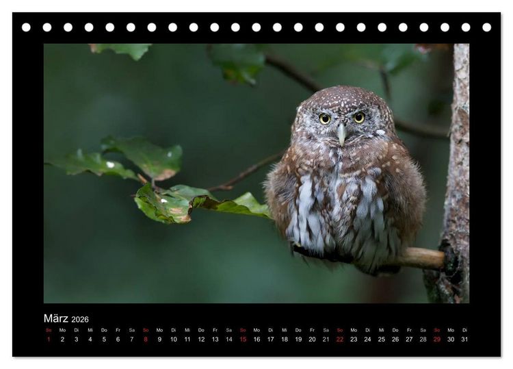 Produktbild: Wolf, Luchs und Co. - Tierbilder aus dem Bayerischen Wald (Tischkalender 2026 DIN A5 quer), CALVENDO Monatskalender