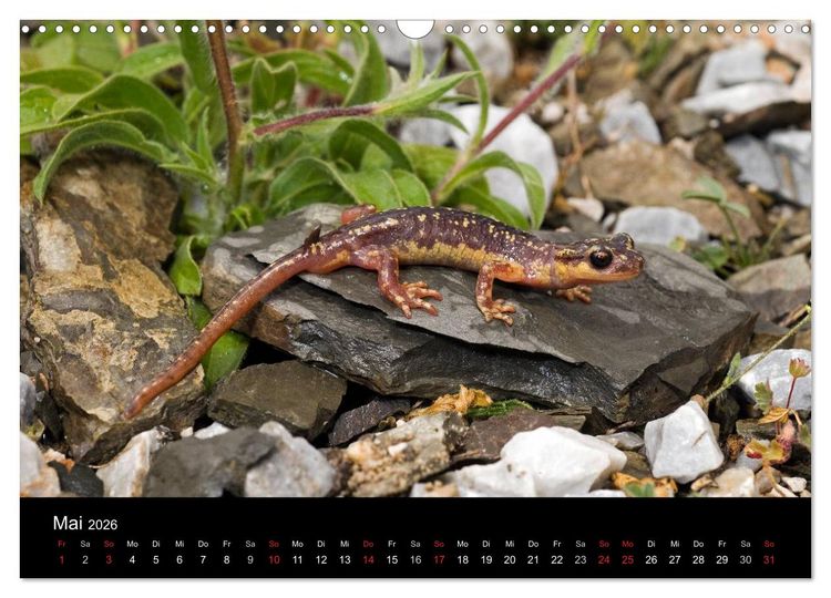 Produktbild: Salamander und Molche (Wandkalender 2026 DIN A3 quer), CALVENDO Monatskalender