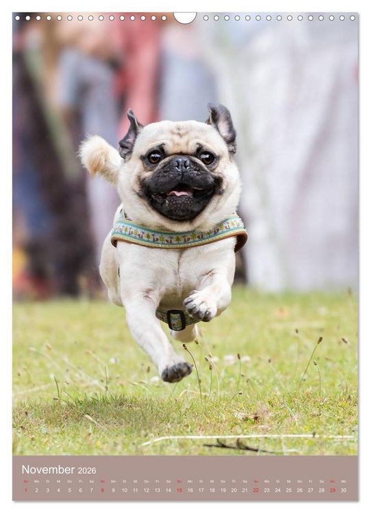 Produktbild: Mops-Rennen (Wandkalender 2026 DIN A3 hoch), CALVENDO Monatskalender
