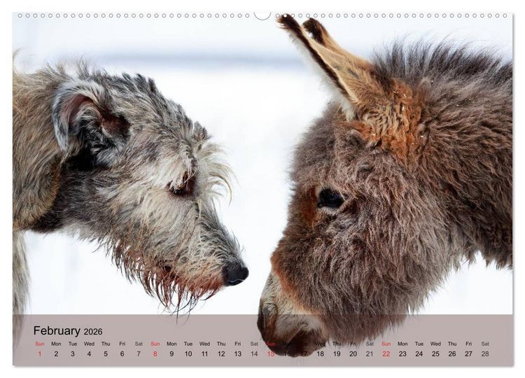 Produktbild: Little Donkey with Friends (High Quality Premium Wall Calendar 2026 DIN A2 landscape),CALVENDO 12 Month Wall Calendar