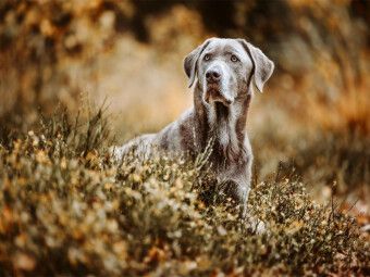Produktbild: CALVENDO Puzzle Labrador Retriever im Wald | 1000 Teile Lege-Gr&ouml;&szlig;e 64x48cm Foto-Puzzle f&uuml;r gl&uuml;ckliche Stunden