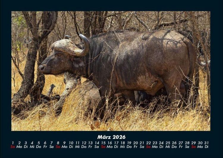 Produktbild: Tierkalender 2026 Fotokalender DIN A4