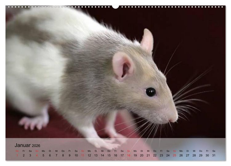 Produktbild: Ratten - Gelehrige Haustiere (Wandkalender 2026 DIN A2 quer), CALVENDO Monatskalender
