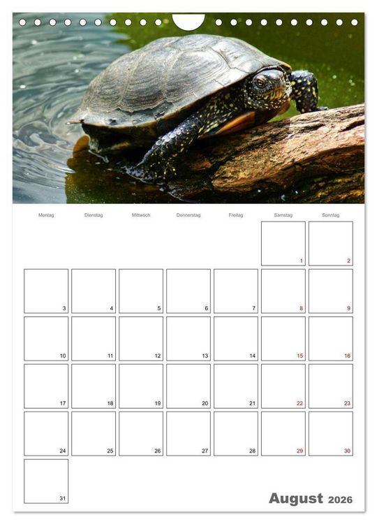 Produktbild: Langsame Schildkr&ouml;ten (Wandkalender 2026 DIN A4 hoch), CALVENDO Monatskalender