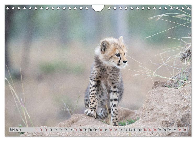 Produktbild: Geparden - schnelle J&auml;ger (Wandkalender 2026 DIN A4 quer), CALVENDO Monatskalender