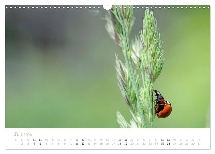 Produktbild: Marienk&auml;fer - kleine Gl&uuml;cksmomente (Wandkalender 2026 DIN A3 quer), CALVENDO Monatskalender