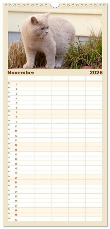 Produktbild: Familienplaner 2026 - B&auml;rige Schmusetiger - Britisch Kurzhaar Katzen mit 5 Spalten (Wandkalender, 21 x 45 cm) CALVENDO