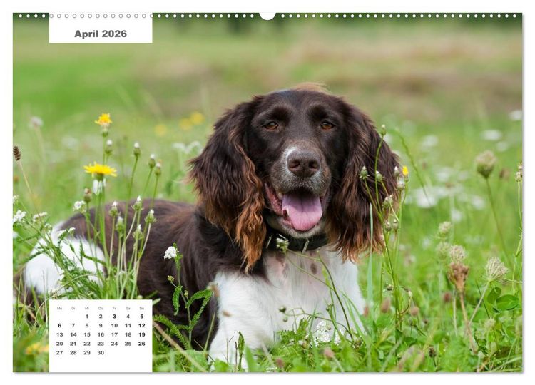 Produktbild: Rassehunde (Wandkalender 2026 DIN A2 quer), CALVENDO Monatskalender