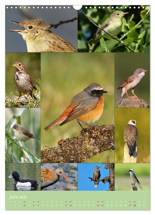 Produktbild: Alles f&uuml;r die V&ouml;gel (Wandkalender 2026 DIN A3 hoch), CALVENDO Monatskalender