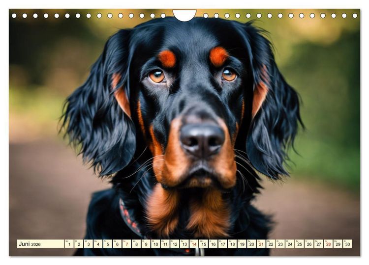 Produktbild: Gordon Setter - elegantes Kraftpaket (Wandkalender 2026 DIN A4 quer), CALVENDO Monatskalender