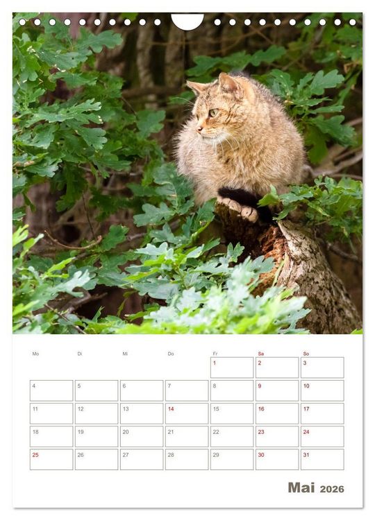 Produktbild: Europ&auml;ische Wildkatzen - Jahresplaner (Wandkalender 2026 DIN A4 hoch), CALVENDO Monatskalender