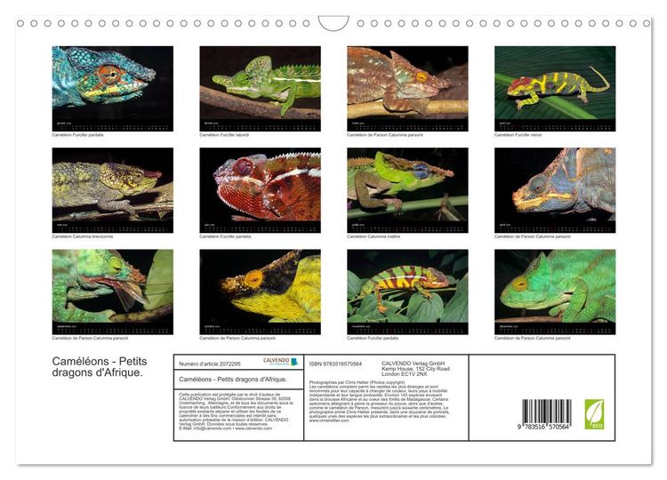 Produktbild: Cam&eacute;l&eacute;ons - Petits dragons d'Afrique. (Calendrier mural 2026 DIN A3 vertical), CALVENDO calendrier mensuel