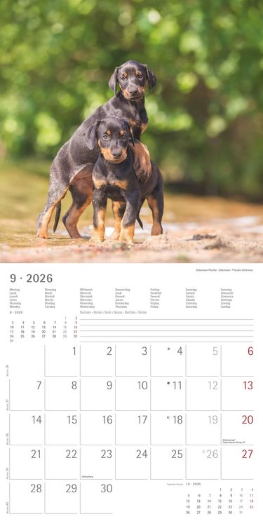 Produktbild: Welpen 2026 - Broschürenkalender 30x30 cm (30x60 geöffnet) - Kalender mit Platz für Notizen - Puppies - Hundekalender - Bildkalender - Wandkalender