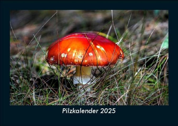 Produktbild: Pilzkalender 2025 Fotokalender DIN A5