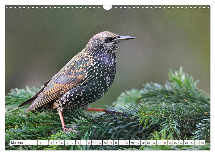 Produktbild: Heimische Gartenv&ouml;gel (Wandkalender 2026 DIN A3 quer), CALVENDO Monatskalender
