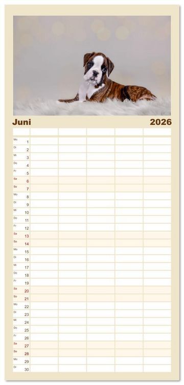 Produktbild: Familienplaner 2026 - Boxer Welpen einfach zuckers&uuml;&szlig; mit 5 Spalten (Wandkalender, 21 x 45 cm) CALVENDO