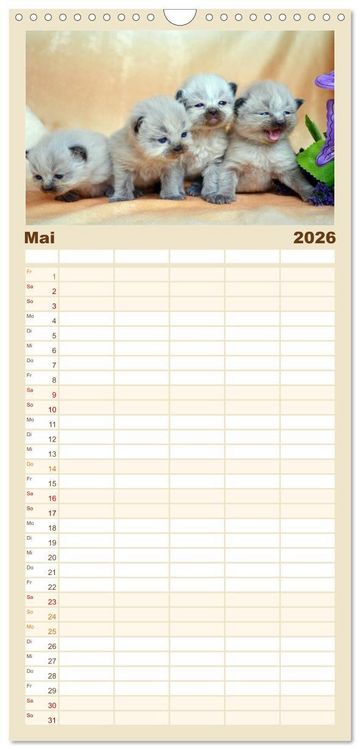 Produktbild: Familienplaner 2026 - Katzenparade mit 5 Spalten (Wandkalender, 21 x 45 cm) CALVENDO
