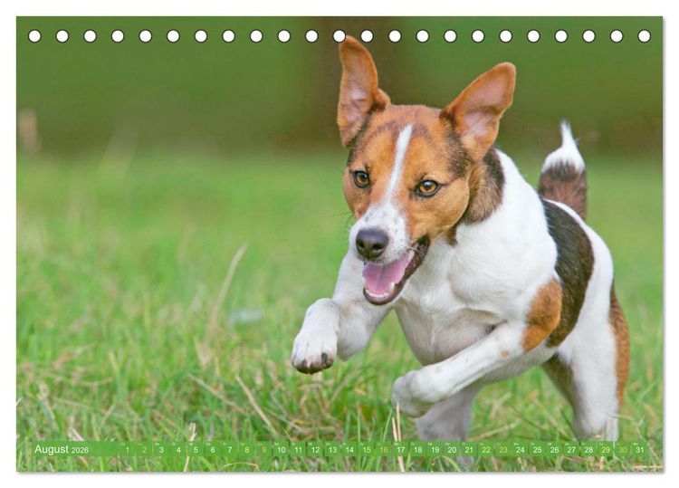 Produktbild: Jack Russell Terrier: flink und verspielt (Tischkalender 2026 DIN A5 quer), CALVENDO Monatskalender