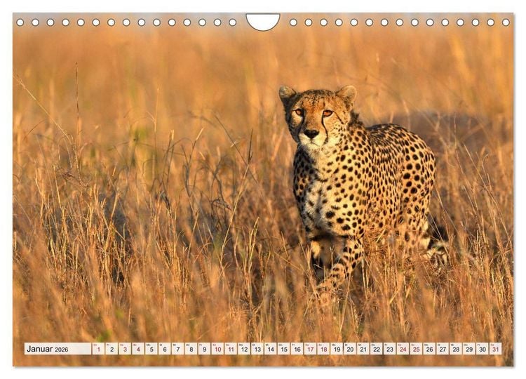 Produktbild: Faszinaton Afrika: Geparde (Wandkalender 2026 DIN A4 quer), CALVENDO Monatskalender