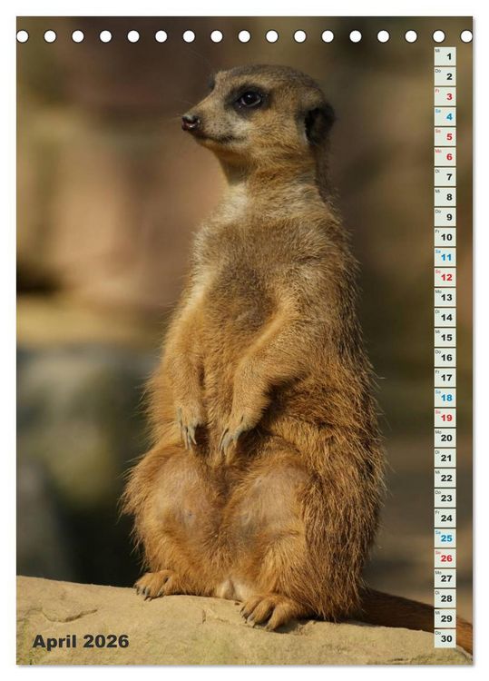 Produktbild: Erdm&auml;nnchen-Meerkats-Surikate (Tischkalender 2026 DIN A5 hoch), CALVENDO Monatskalender