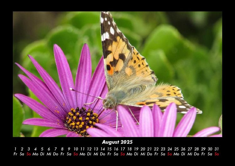Produktbild: Blumentr&auml;ume 2025 Fotokalender DIN A3