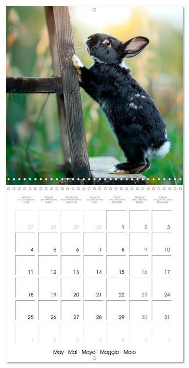 Produktbild: RABBITS Cuddly little guys (Wall Calendar 2026 12 &times; 12 Inch) CALVENDO 12 Month Wall Calendar