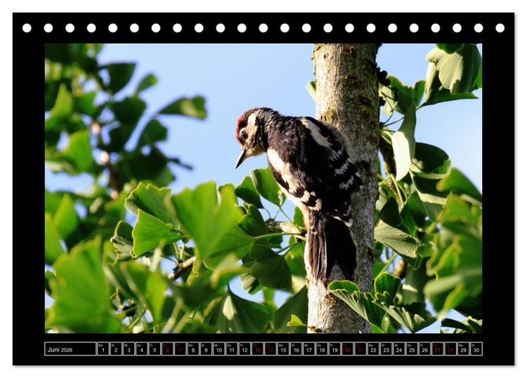 Produktbild: Niederrheinische Vogelwelt (Tischkalender 2026 DIN A5 quer), CALVENDO Monatskalender