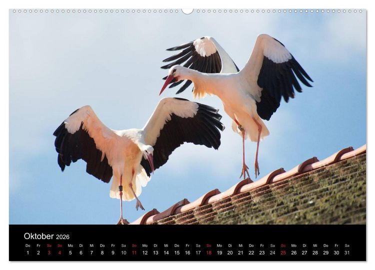 Produktbild: Ein Jahr bei den St&ouml;rchen (Wandkalender 2026 DIN A2 quer), CALVENDO Monatskalender