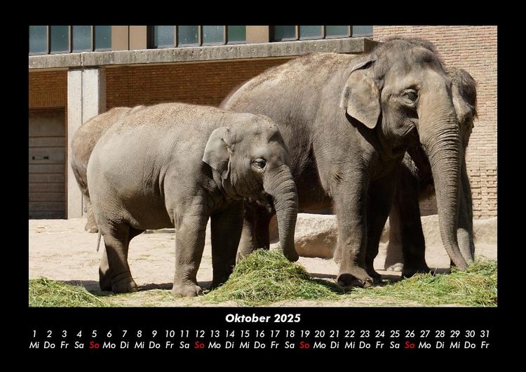 Produktbild: Der Elefantenkalender 2025 Fotokalender DIN A3