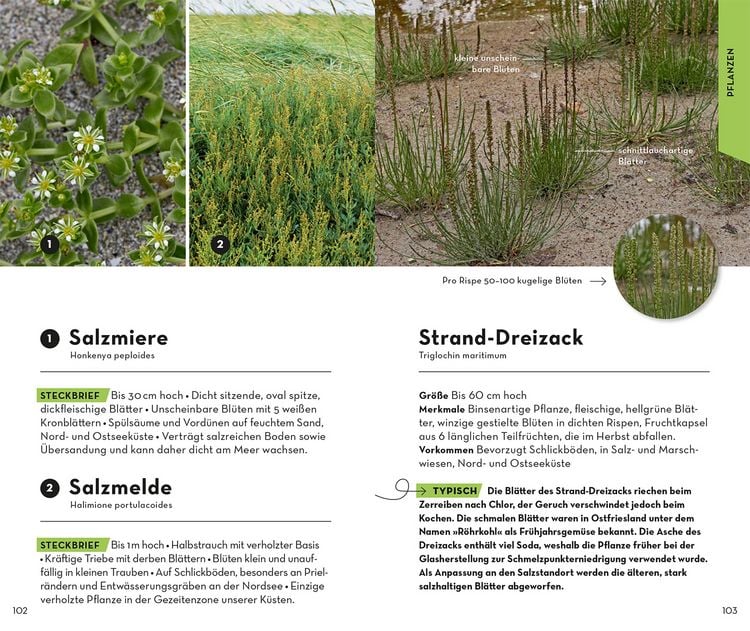 Produktbild: Basic Strand und K&uuml;ste