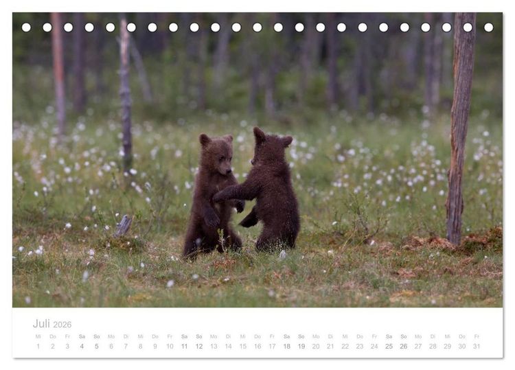 Produktbild: Braunb&auml;ren - pelzige Riesen in Finnlands W&auml;ldern (Tischkalender 2026 DIN A5 quer), CALVENDO Monatskalender