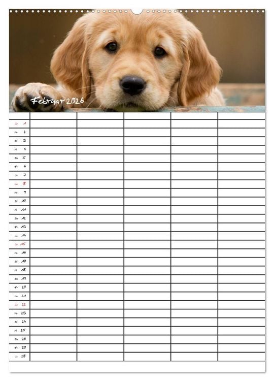 Produktbild: Familienplaner: Golden Retriever Welpen (Wandkalender 2026 DIN A2 hoch), CALVENDO Monatskalender